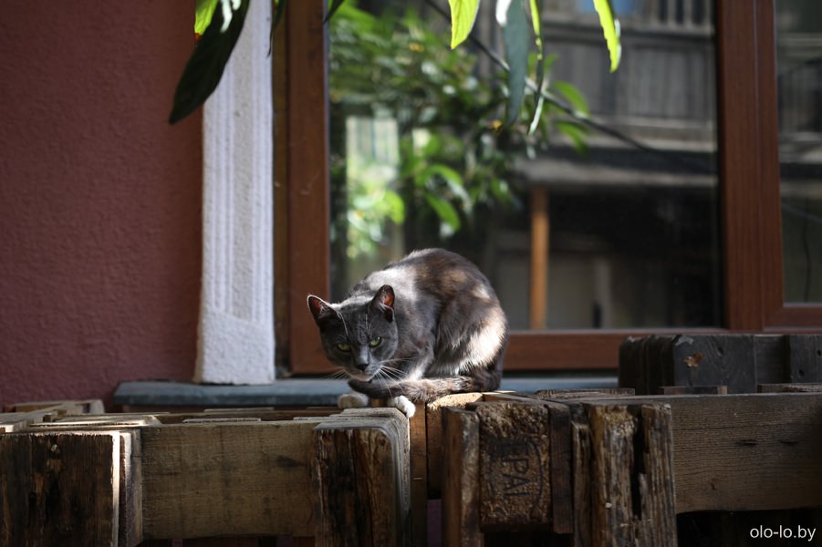 кошки в Тбилиси