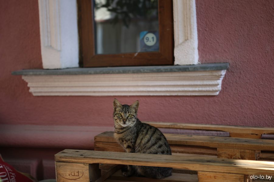 кошки в Тбилиси