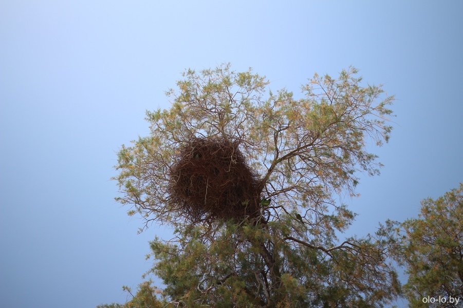 гнездо попугаев, Пирей