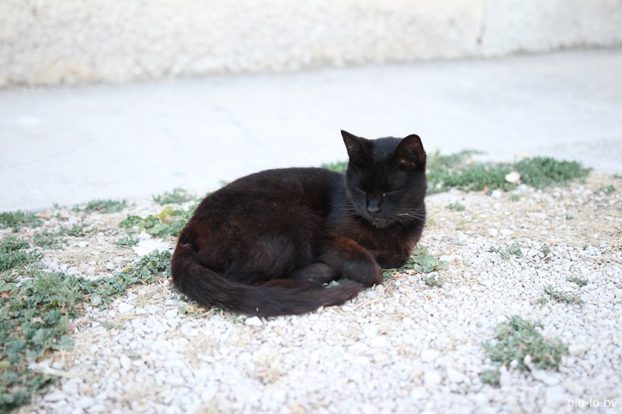 кот в Задаре